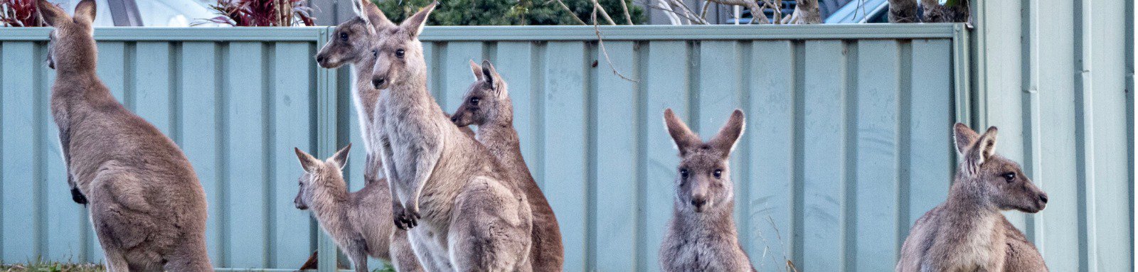 Group of kangaroos sitting on grass near footpath