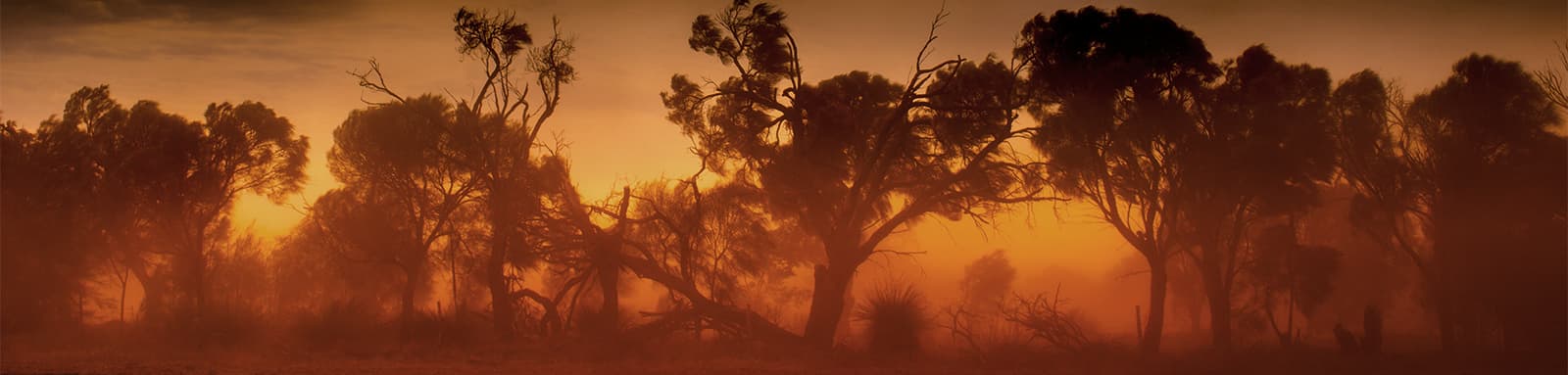 Trees surrounded by smoke and fire